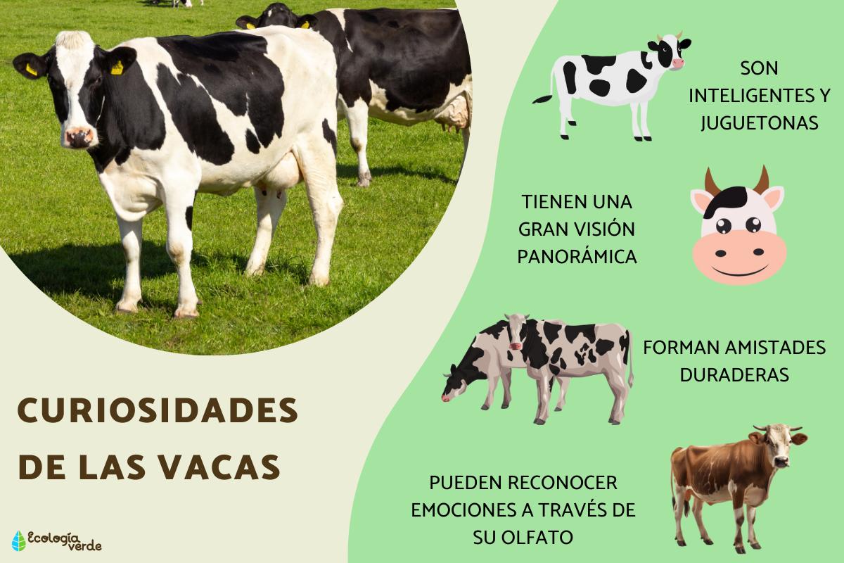 Curiosidades de las vacas