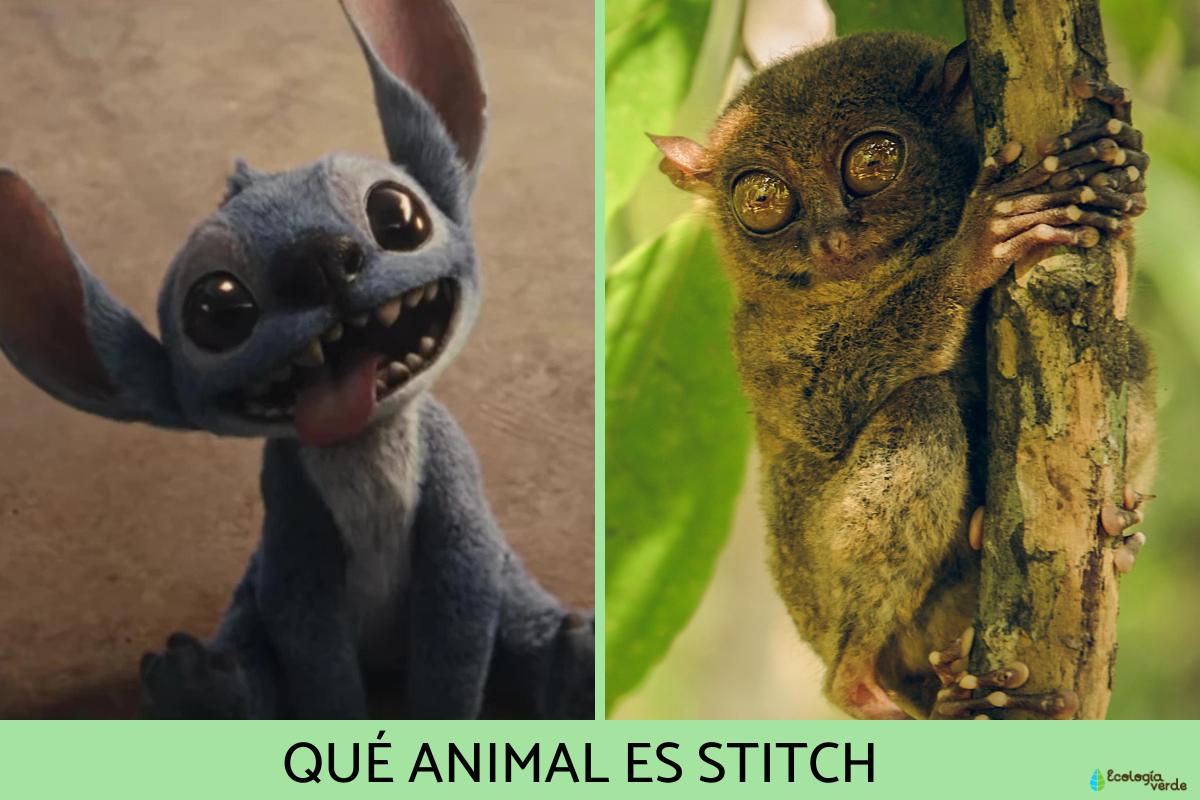 Qué animal es Stitch