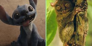 Qué animal es Stitch