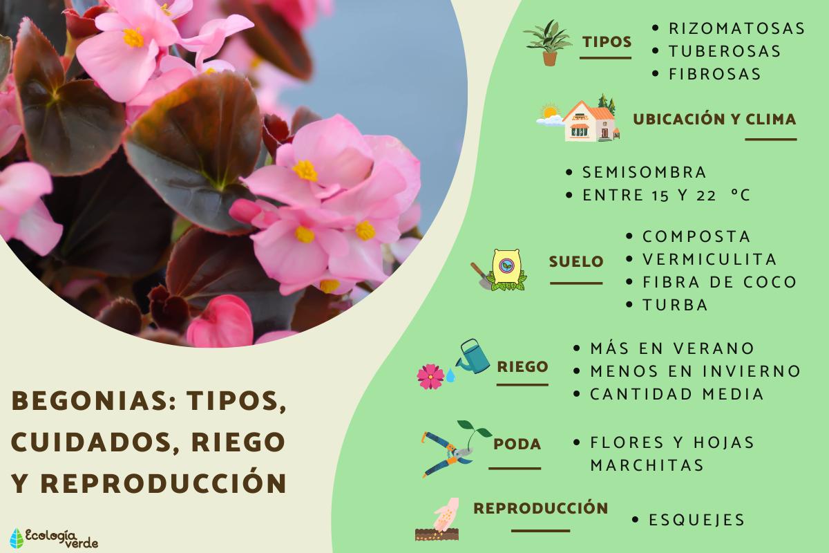 Begonias: tipos, cuidados, riego y reproducción