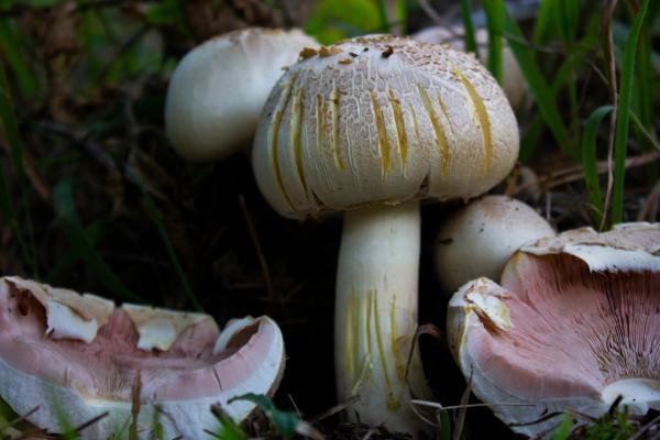 Hongos venenosos en Argentina - Champiñón amarillo (Agaricus xanthodermus)
