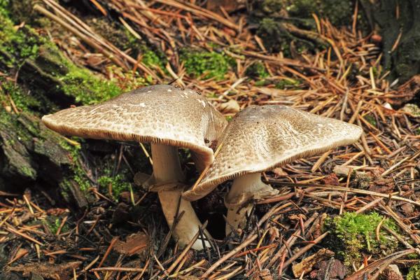 Hongos venenosos en Argentina - Champiñón grande (Agaricus placomyces)