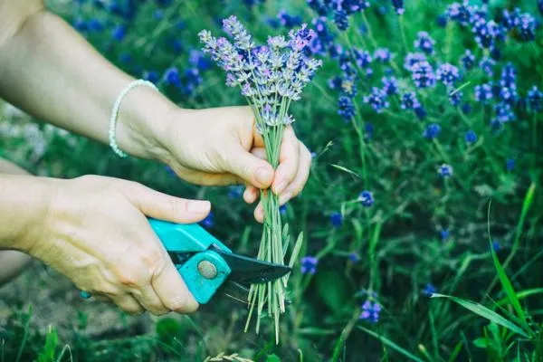 How Do You Propagate Lavender?