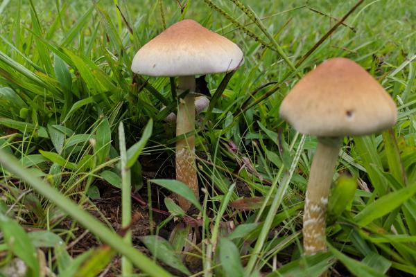 Hongos venenosos en Argentina - Cucumelo (Psilocybe cubensis)