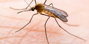 El “mosquito del metro de Londres” no nació en Londres: la ciencia revela su verdadero origen