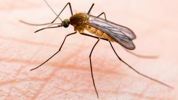 El “mosquito del metro de Londres” no nació en Londres: la ciencia revela su verdadero origen