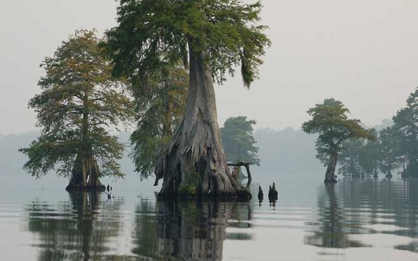 Evolución de las plantas y su origen - Evolución de las plantas del mar a la tierra