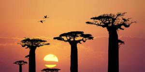 Evolución de las plantas y su origen