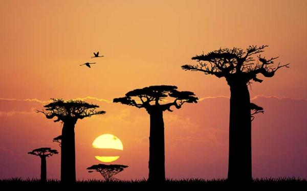 Evolución de las plantas y su origen