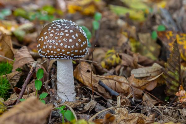 Hongos venenosos en Argentina - Falsa amanita (Amanita pantherina)