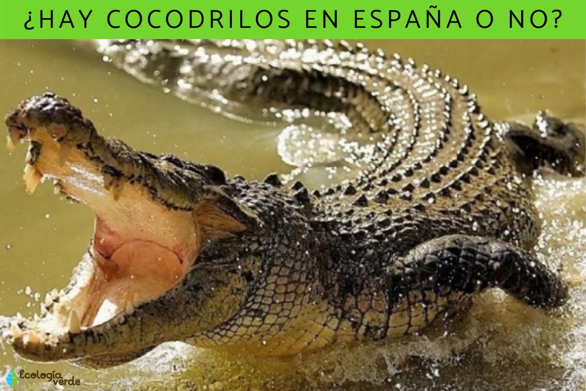 ¿Hay cocodrilos en España?