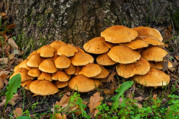 Hongos venenosos en Argentina - Hongo de la risa (Gymnopilus junonius)