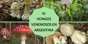 Hongos venenosos en Argentina