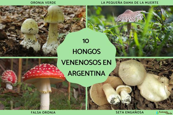 Hongos venenosos en Argentina