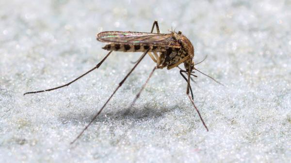 El “mosquito del metro de Londres” no nació en Londres: la ciencia revela su verdadero origen - La urbanización moderna no creó al mosquito, pero sí le abrió la puerta a conquistar las ciudades actuales