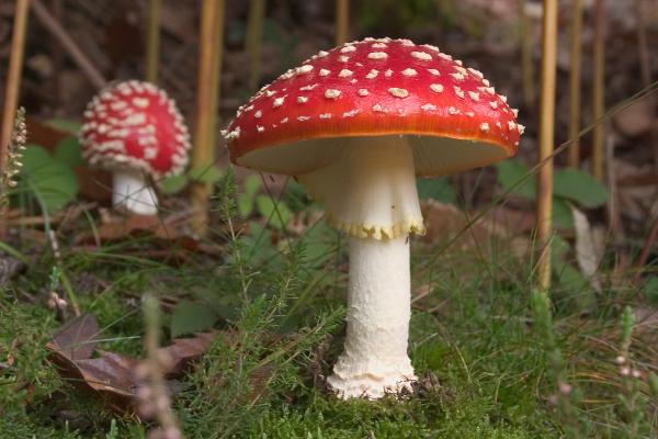 Hongos venenosos en Argentina - Matamoscas o falsa oronja (Amanita muscaria)