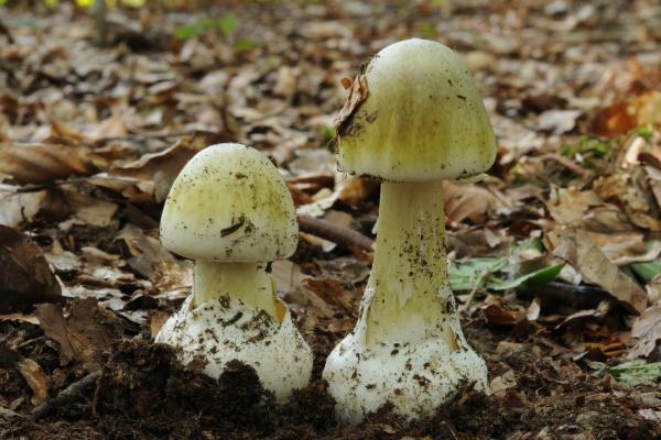 Hongos venenosos en Argentina - Oronja verde u hongo de la muerte (Amanita phalloides)