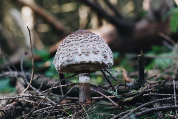Hongos venenosos en Argentina - Parasol falso (Chlorophyllum molybdites)