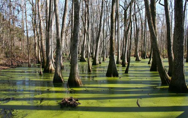 Evolución de las plantas y su origen - Plantas por todo el mundo