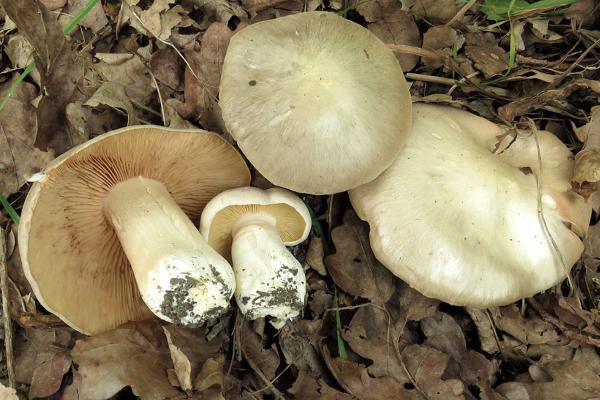 Hongos venenosos en Argentina - Seta engañosa (Entoloma sinuatum)