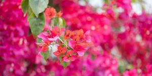 ¿Cuándo se puede podar la buganvilla? El mejor momento para lograr un crecimiento espectacular