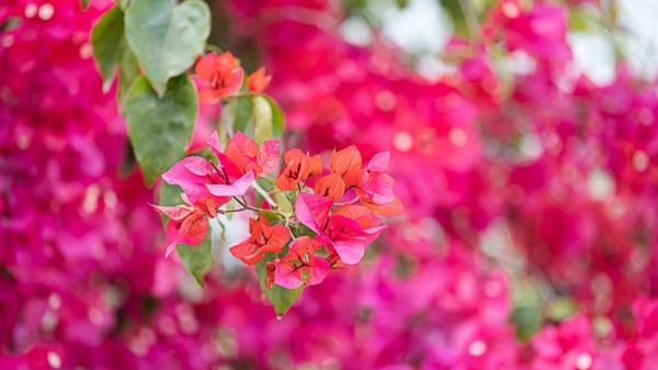 ¿Cuándo se puede podar la buganvilla? El mejor momento para lograr un crecimiento espectacular