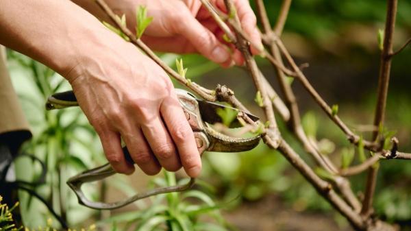 ¿Cuándo se puede podar la buganvilla? El mejor momento para lograr un crecimiento espectacular - Estos son los diferentes métodos de poda de la buganvilla
