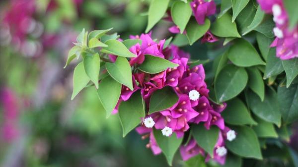 ¿Cuándo se puede podar la buganvilla? El mejor momento para lograr un crecimiento espectacular - La temporada ideal para podar la buganvilla y lograr un crecimiento espectacular