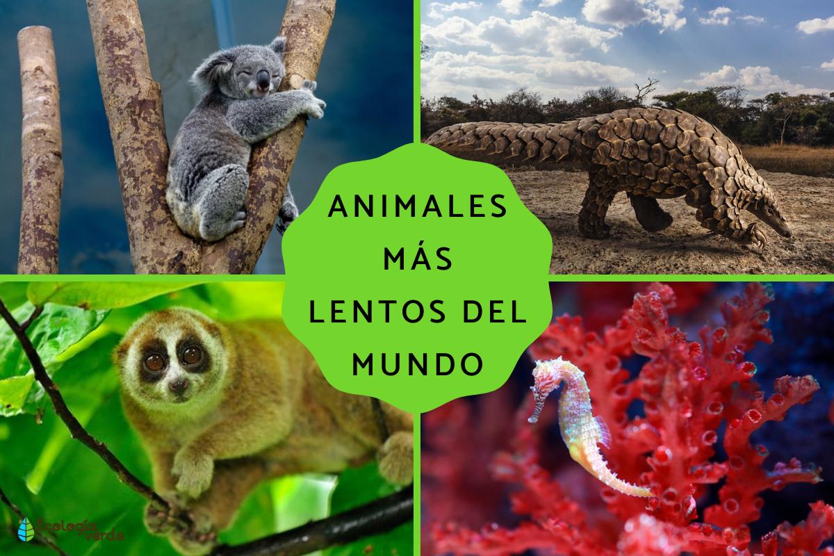 Animales más lentos del mundo