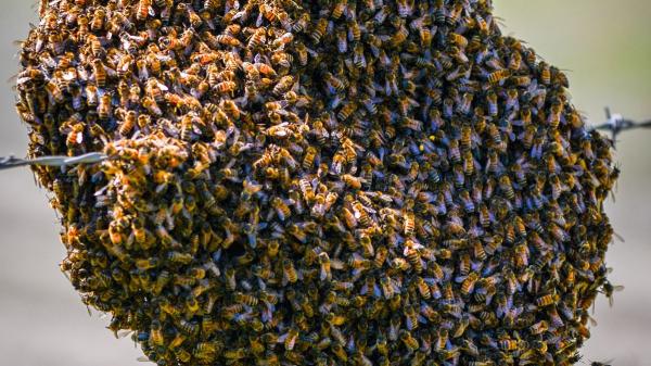 Las abejas invaden las ciudades en primavera: por qué aparecen enjambres y por qué no debes preocuparte - Cómo funciona un enjambre de abejas: miles actuando como uno solo