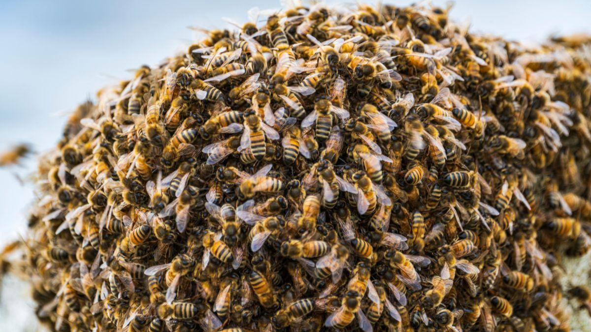 Las abejas invaden las ciudades en primavera: por qué aparecen enjambres y por qué no debes preocuparte