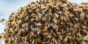 Las abejas invaden las ciudades en primavera: por qué aparecen enjambres y por qué no debes preocuparte