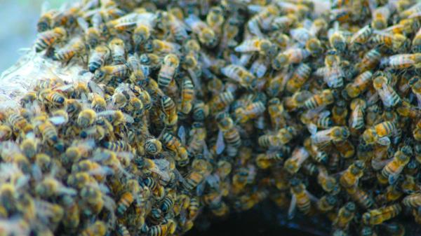 Las abejas invaden las ciudades en primavera: por qué aparecen enjambres y por qué no debes preocuparte - Por qué los enjambres son esenciales para la supervivencia de las abejas