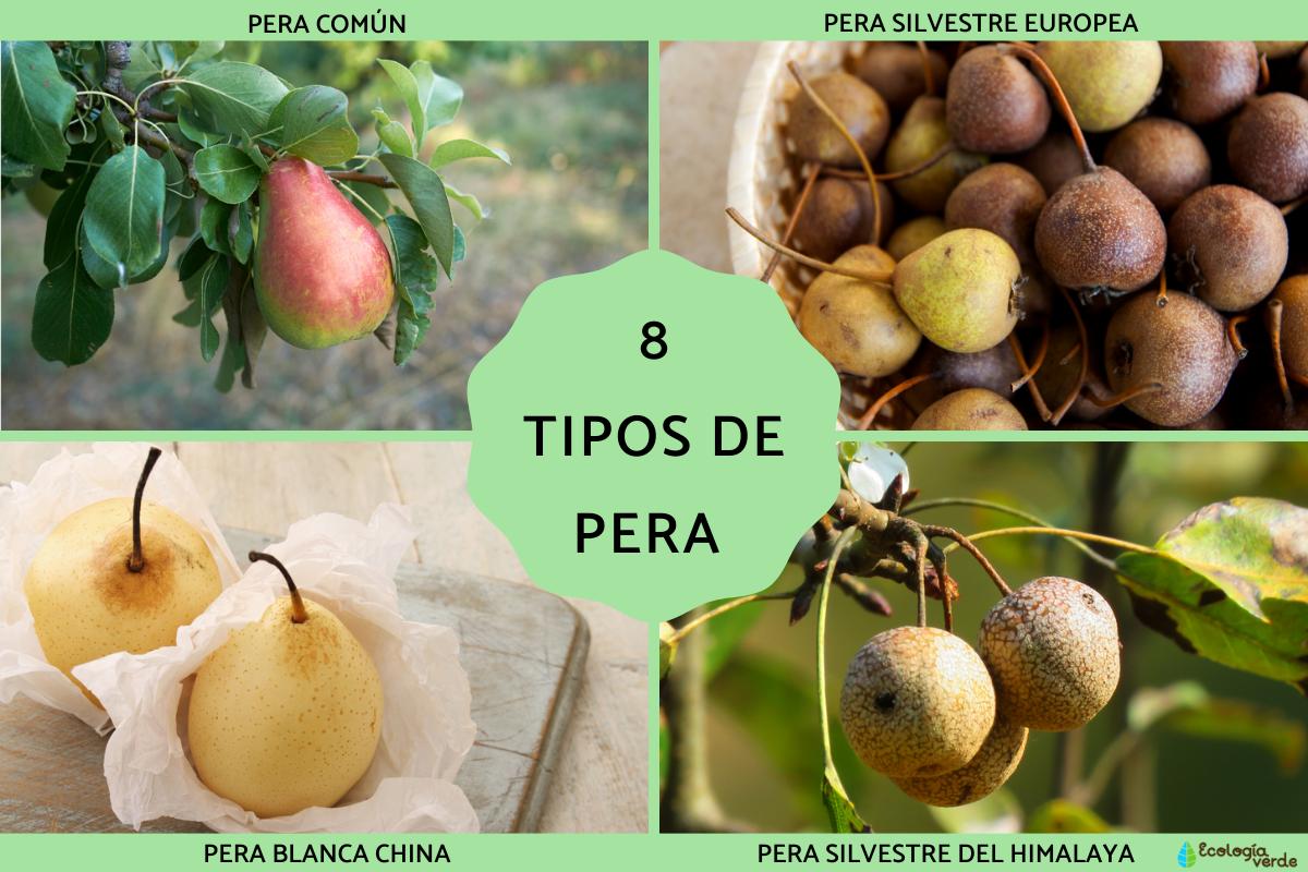 Tipos de pera