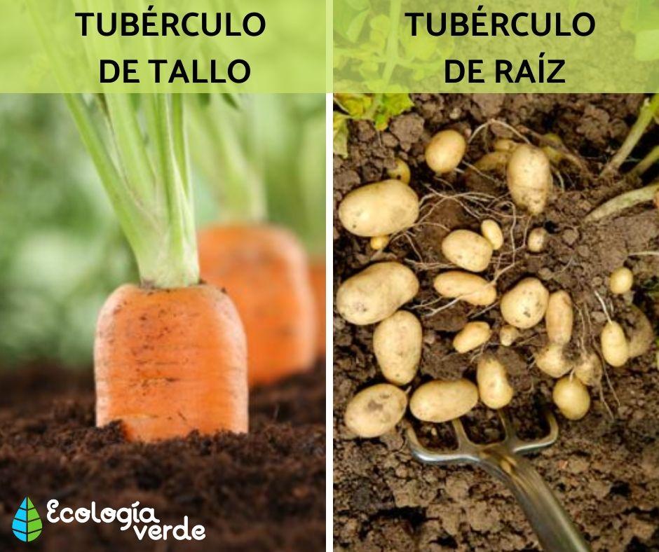 TUBÉRCULOS Qué son y 25 Ejemplos con Fotos