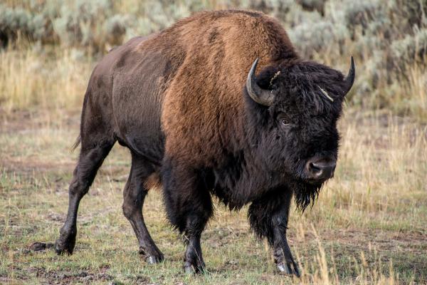 Bisonte americano - ¿Cuáles son las características del bisonte americano?