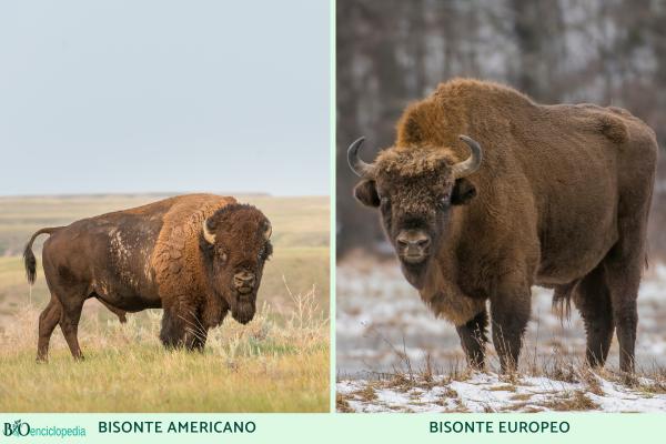 Bisonte americano - ¿Cuáles son las diferencias entre bisonte americano y europeo?