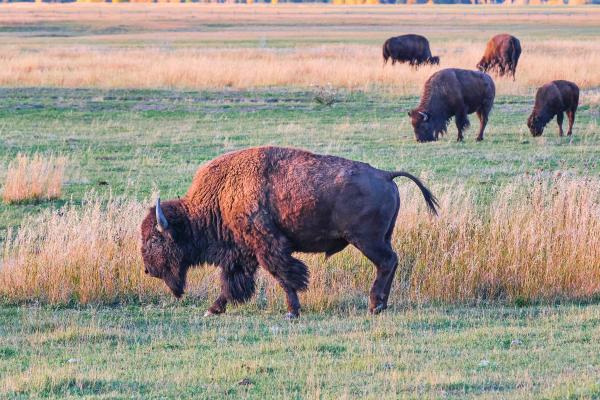 Bisonte americano - ¿Qué come el bisonte americano?