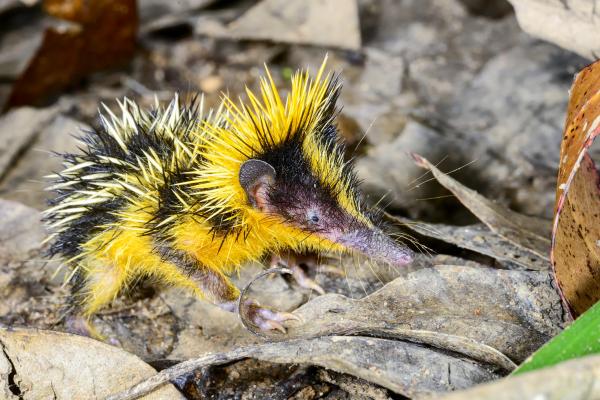 Tenrec - Amenazas y conservación del tenrec