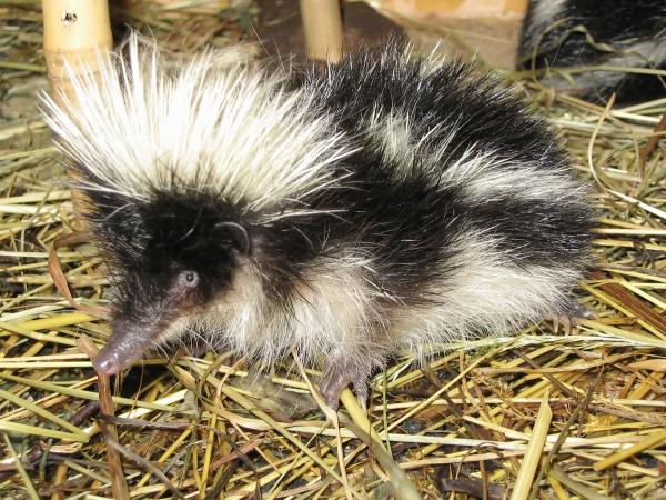 Tenrec - Características del tenrec 