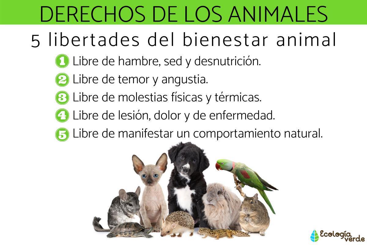 Cuáles son los derechos de los animales