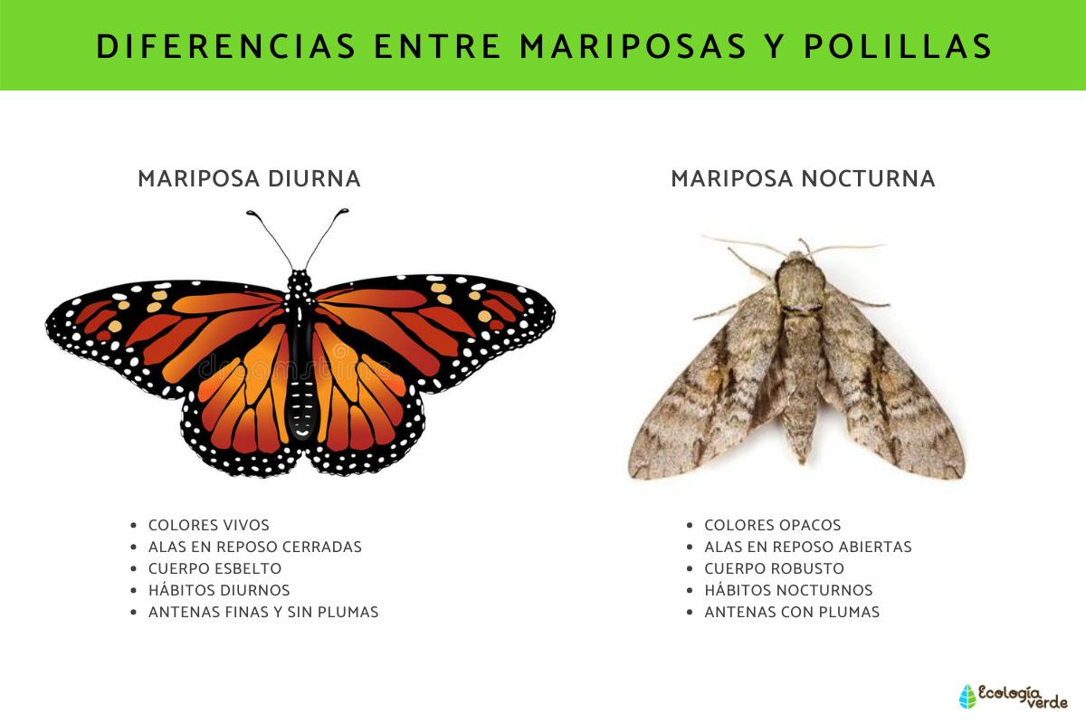 Diferencias entre mariposas diurnas y nocturnas