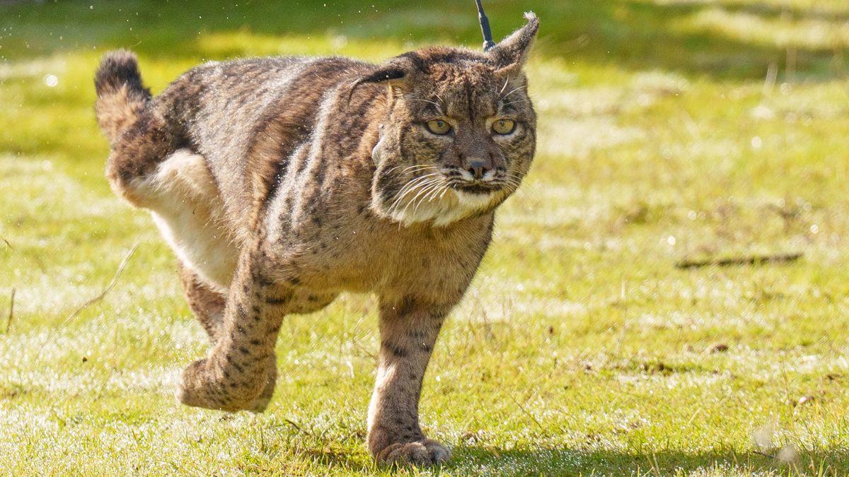 Extremadura se sumará a LIFE Resilience, el nuevo proyecto que quiere garantizar el futuro del lince ibérico