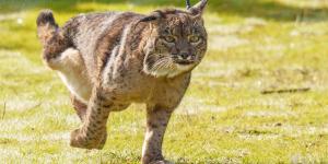 Extremadura se sumará a LIFE Resilience, el nuevo proyecto que quiere garantizar el futuro del lince ibérico