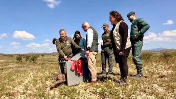 Extremadura se sumará a LIFE Resilience, el nuevo proyecto que quiere garantizar el futuro del lince ibérico - LIFE Resilience, el proyecto que toma el relevo para proteger al lince ibérico