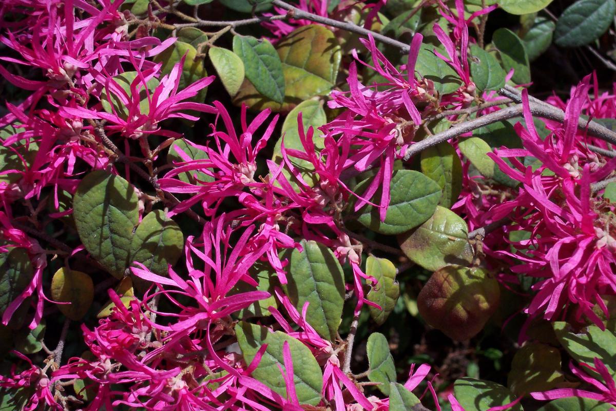 Loropetalum chinense: cuidados
