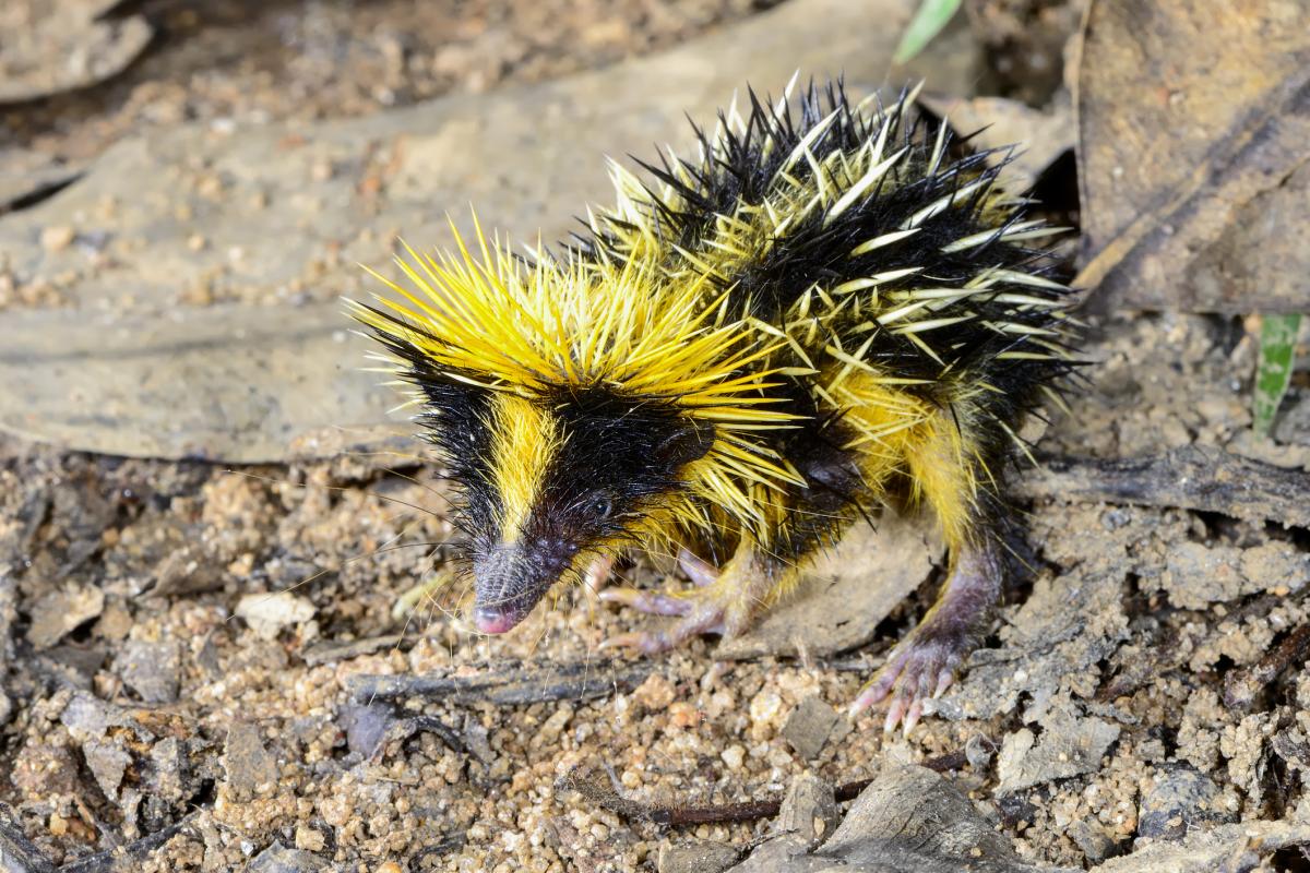Tenrec