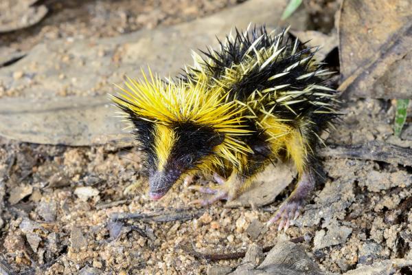 Tenrec