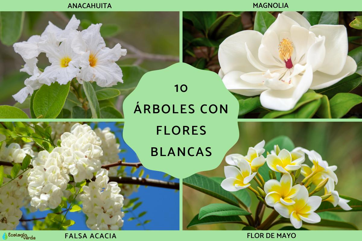 Árboles con flores blancas