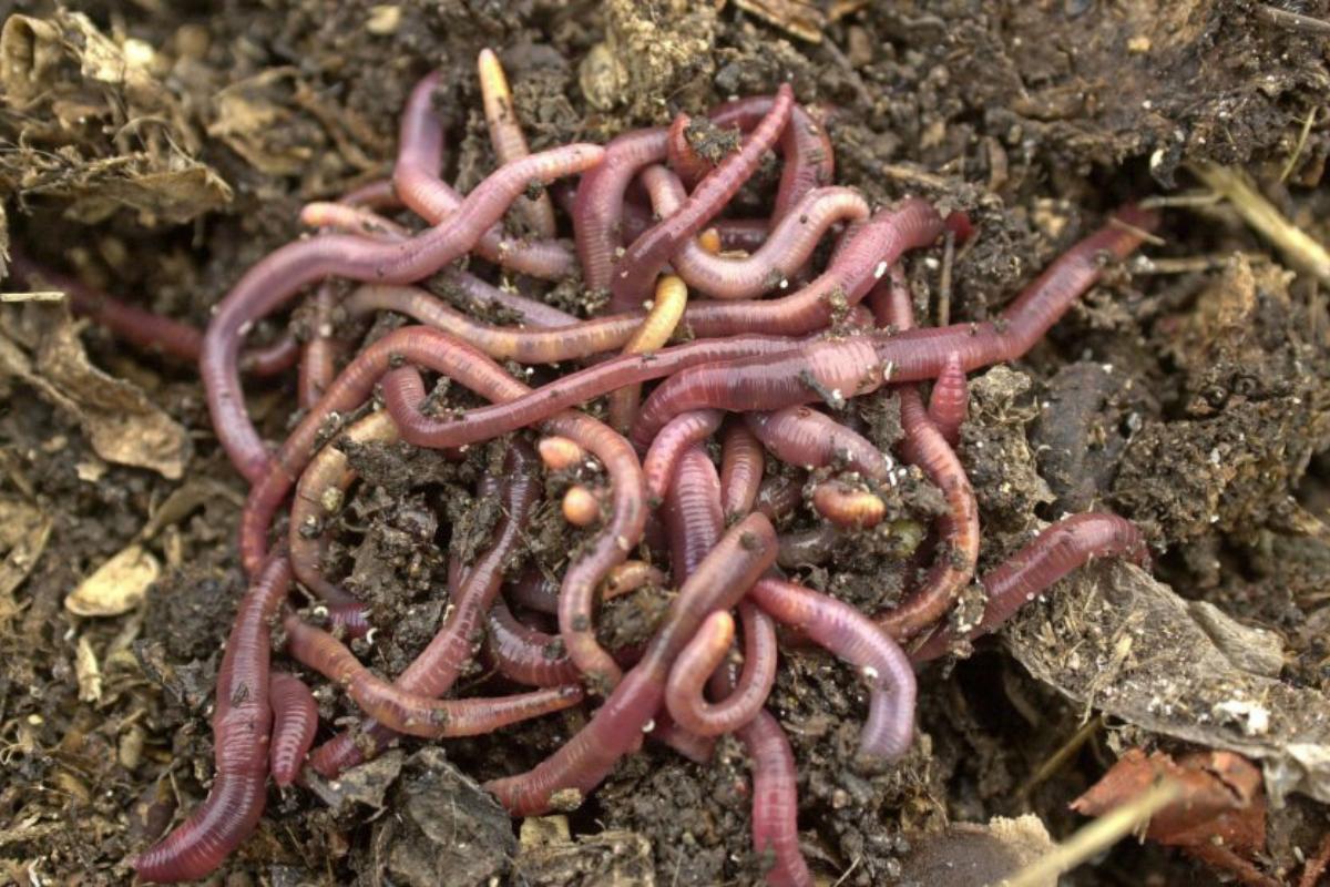 Detritívoros: definición y ejemplos